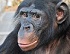 Apes prove to have unique human quality