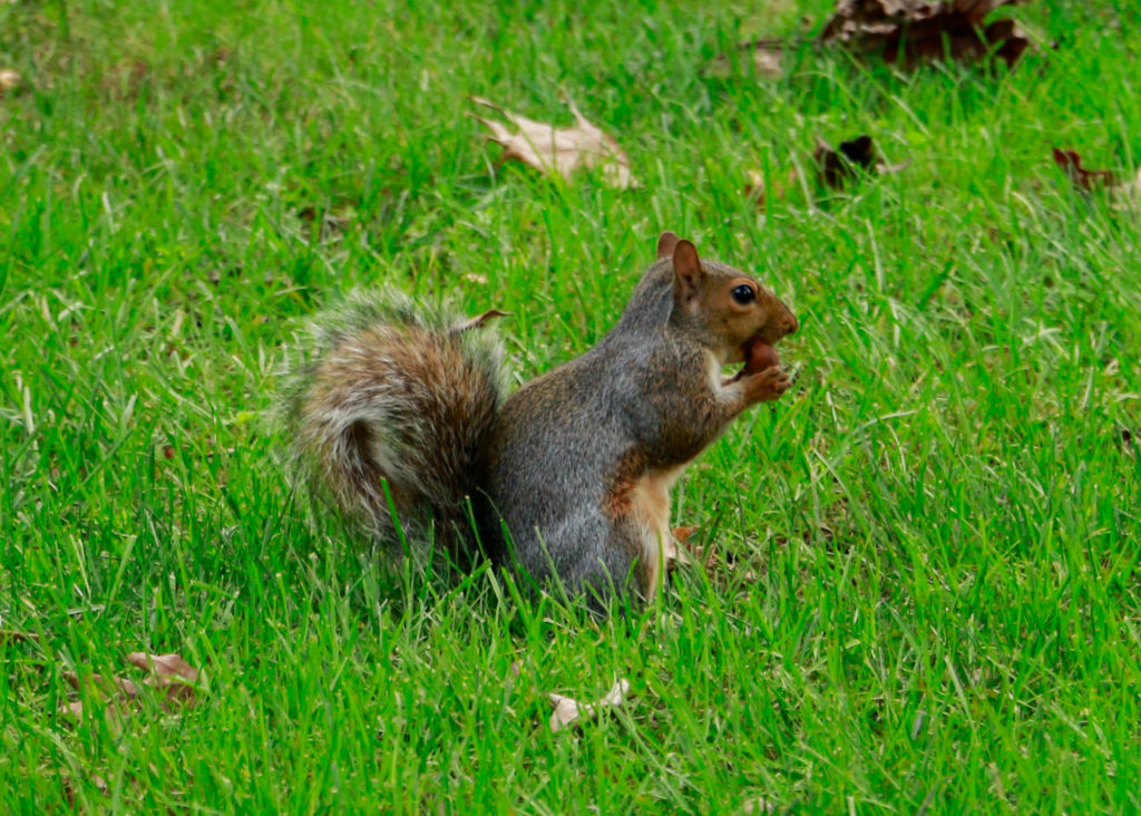 Gettysburg students have grown fond of the many squirrels seen roving around campus (Photo Merlyn Maldonado/The Gettysburgian). 