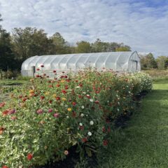 Pumpkin Smashing Event Held at the Painted Turtle Farm