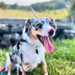 The Teachers’ Pets of Gettysburg College