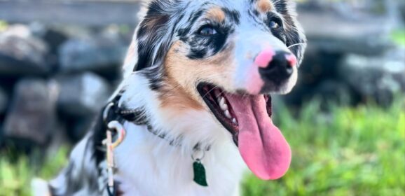 The Teachers’ Pets of Gettysburg College