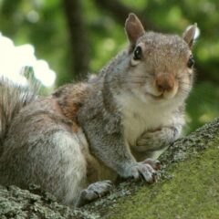 Increased squirrel aggression on campus