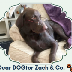 Dear Dogtor Zach: Long Distance Relationships