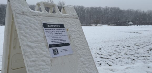 Quarry Pond Temporarily Closed as Several Dead Geese Are Tested for Bird Flu 