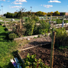 Opinion: Growing Plants and People at the Painted Turtle Farm