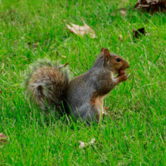 Squirrel Causes Two-Hour Campus Power Outage