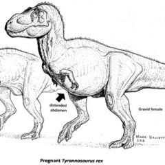 “Prego-saurus”: Bone Test Confirms that T-Rex was Pregnant When She Died