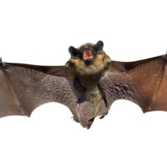 Scientists engineer first ‘batbot’ as bat populations decline