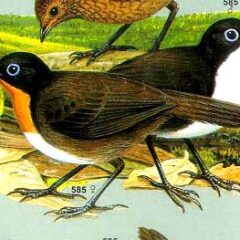 Chilling with the endemic Australian Chowchillas: using bird populations to assess environmental health