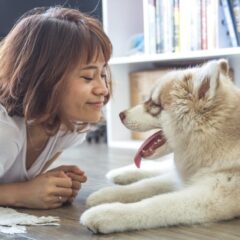 New study reveals dogs can understand human speech