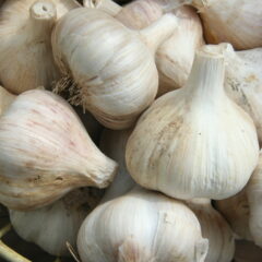 Health or Hoax? Garlic (Allium sativum)
