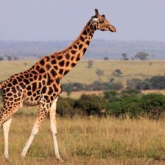 New study reveals four species of giraffes