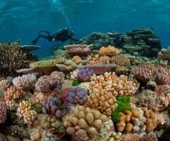 Great Barrier Reef: Dead or alive?