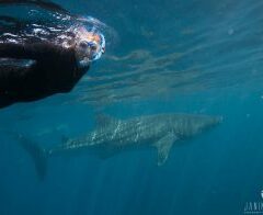 Research from the land down under: Conducting research on Australia’s whale sharks