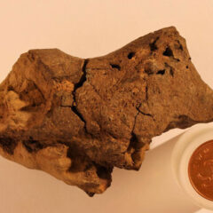Pickled dinosaur: First fossilized dinosaur brain discovered