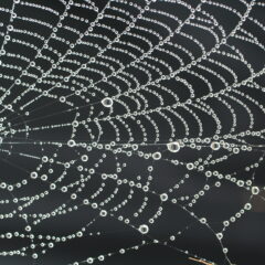 Spider silk puts a spin on the clothing industry